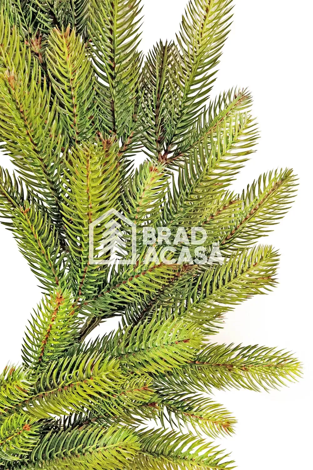 Cerc Barocco Green-2