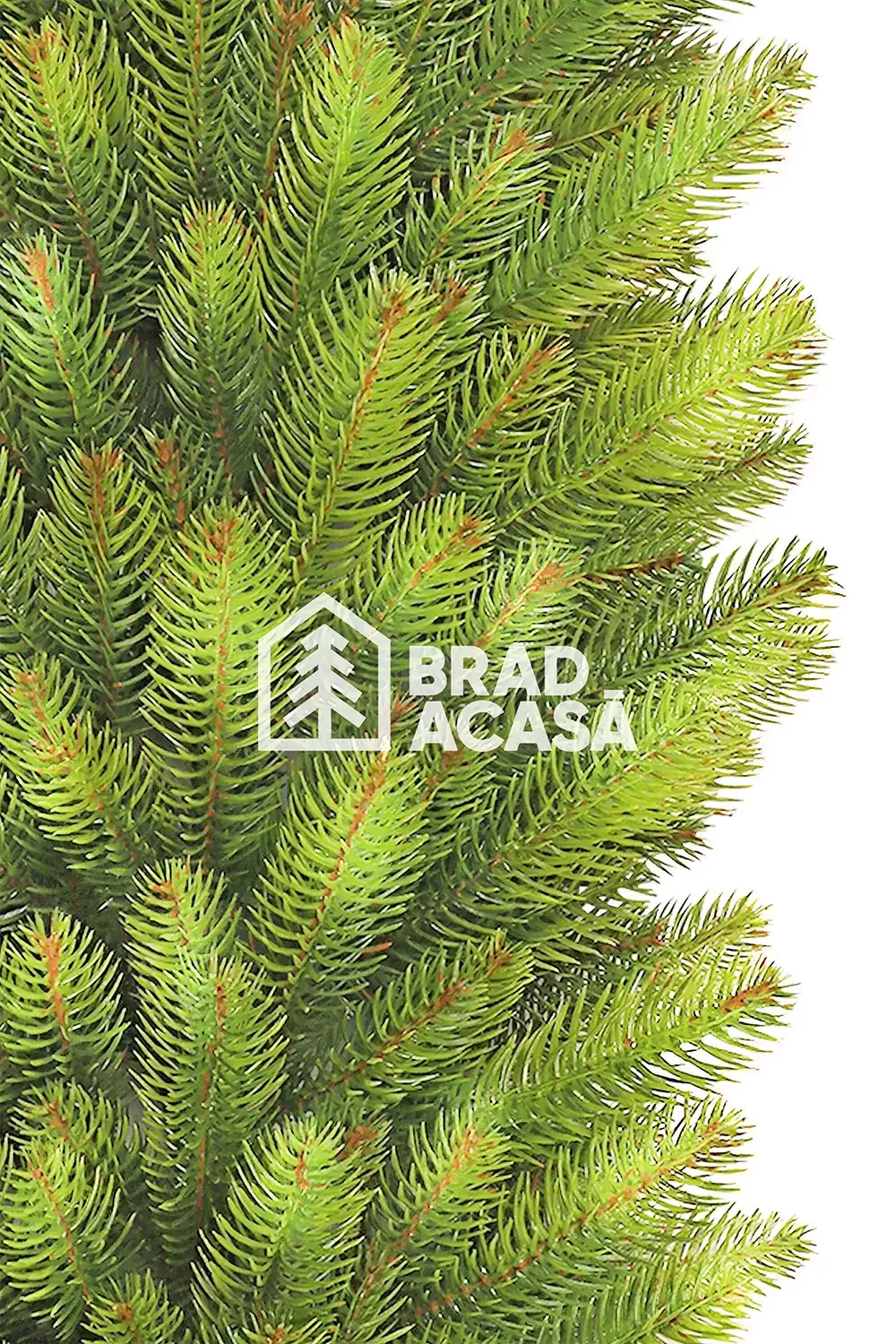 Ghirlanda Barocco Green-2